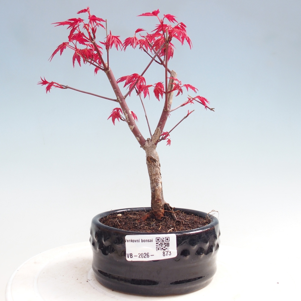 Venkovní bonsai - Javor dlanitolistý - Acer palmatum DESHOJO