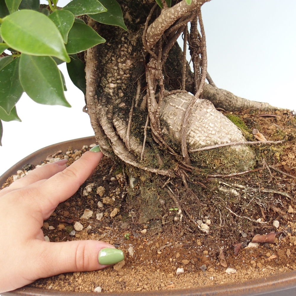 Pokojová bonsai - Ficus kimmen -  malolistý fíkus - POUZE OSOBNÍ ODBĚR nebo paletová přeprava