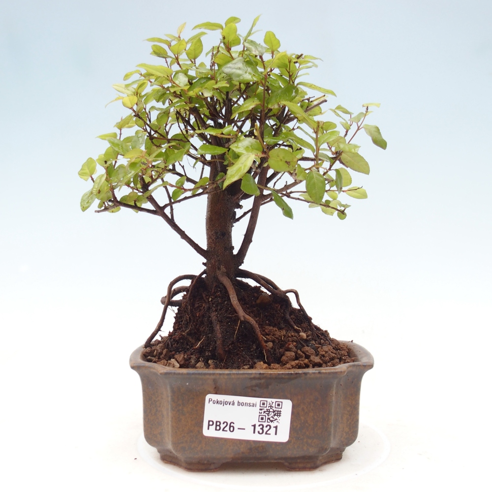Pokojová bonsai - Sagerécie thea - Sagerécie thea