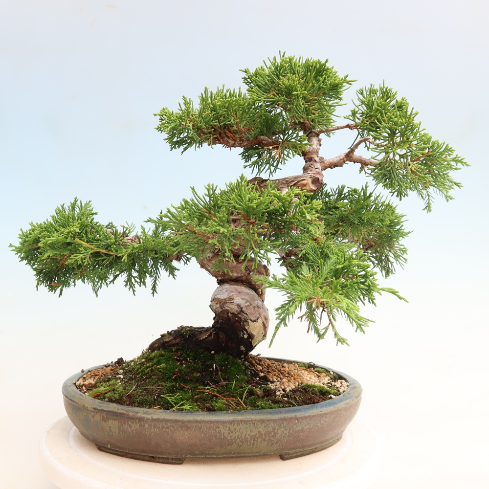 Venkovní bonsai - Juniperus chinensis Itoigawa-Jalovec čínský