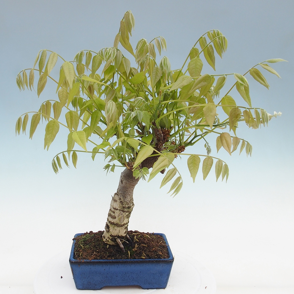 Venkovní bonsai - Vistarie květnatá - Wisteria floribunda