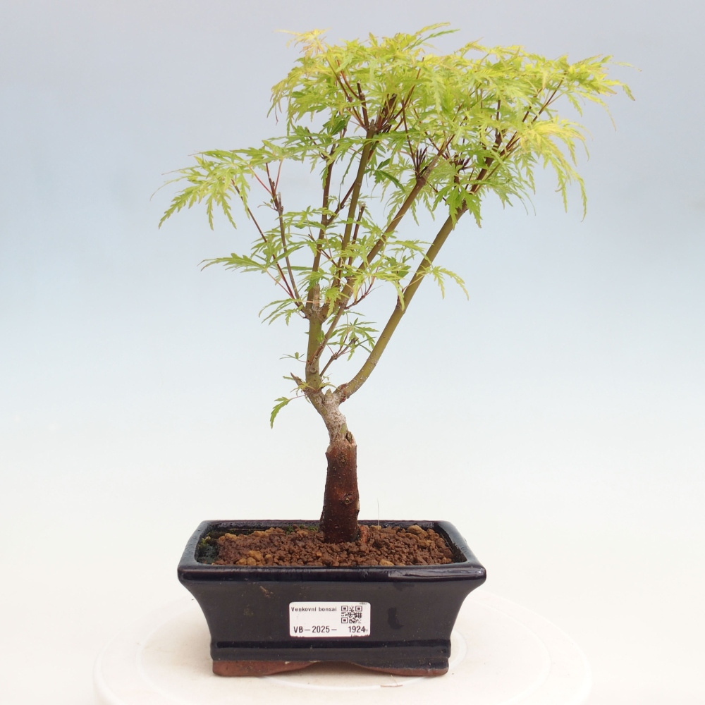 Venkovní bonsai - Acer palmatum Dissectum - Javor dlanitolistý 