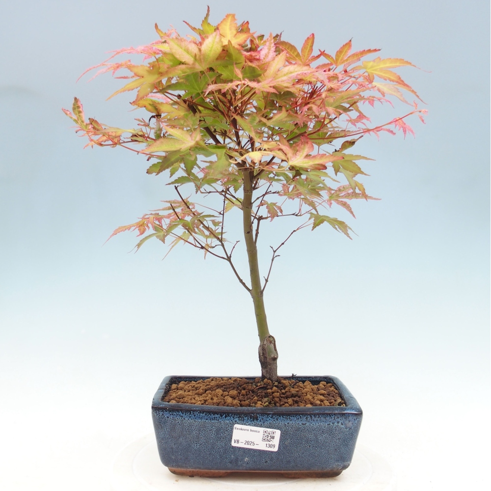 Javor dlanitolistý - Acer palmatum Beni Tsukasa