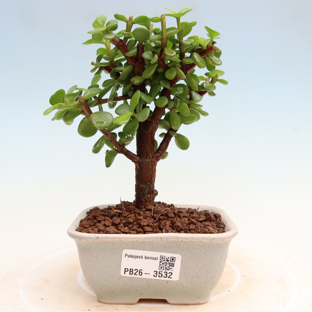 Pokojová bonsai - Portulakaria Afra - Tlustice