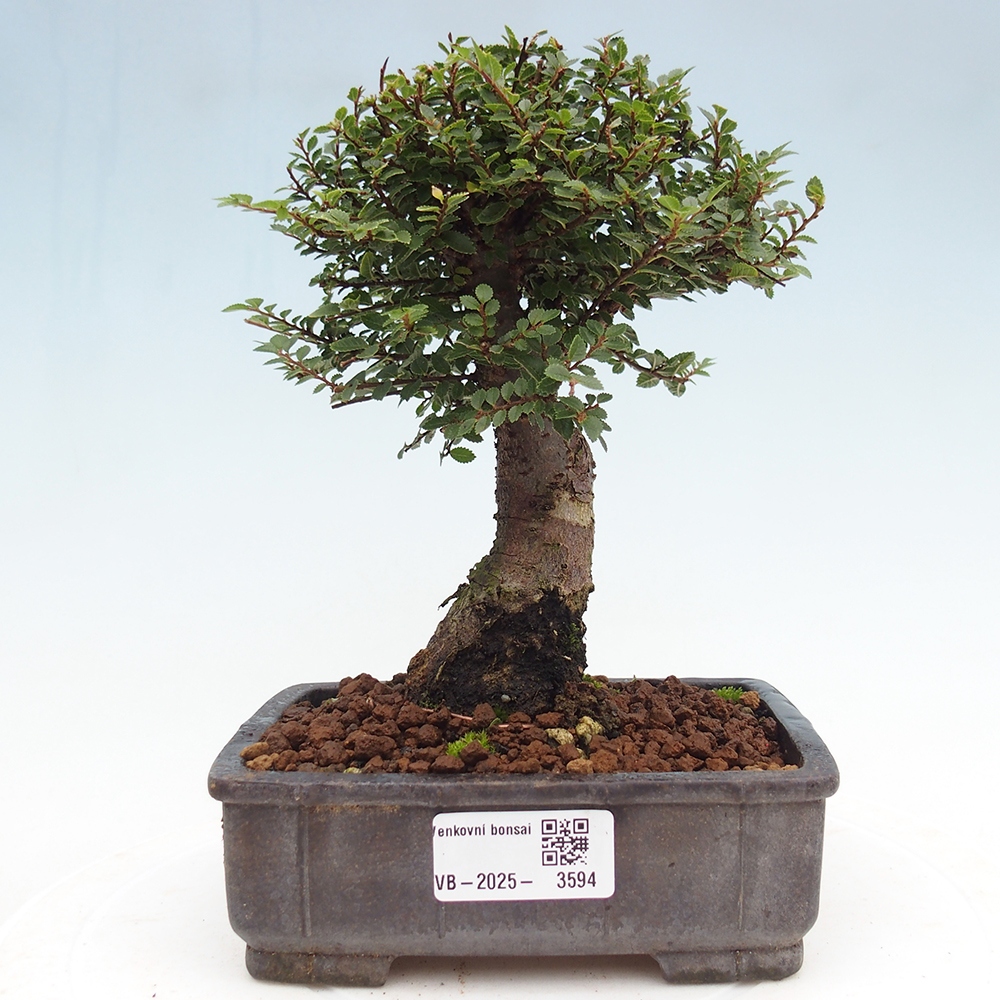 Venkovní bonsai - Ulmus parvifolia Hokkaido - jilm Čínský