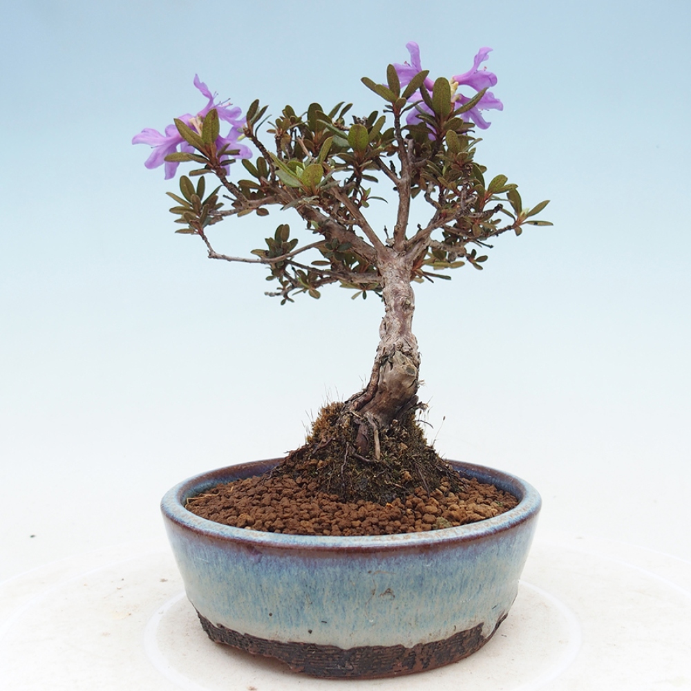 Venkovní bonsai - Rhododendron - pěnišník