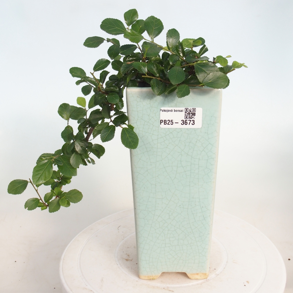 Pokojová bonsai - Grewia occidentalis - Hvězdice levandulová