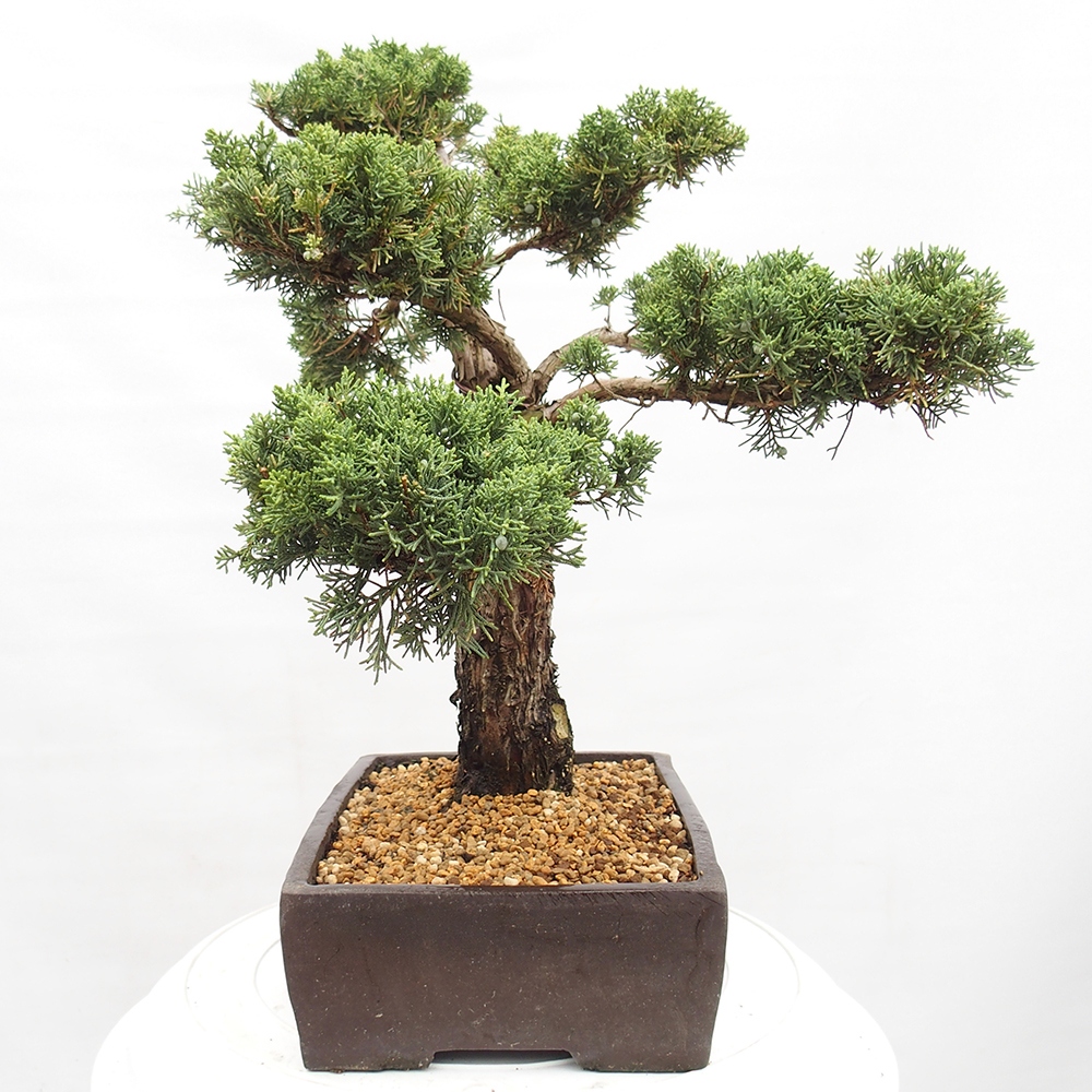 Venkovní bonsai - Juniperus chinensis  - Jalovec čínský 