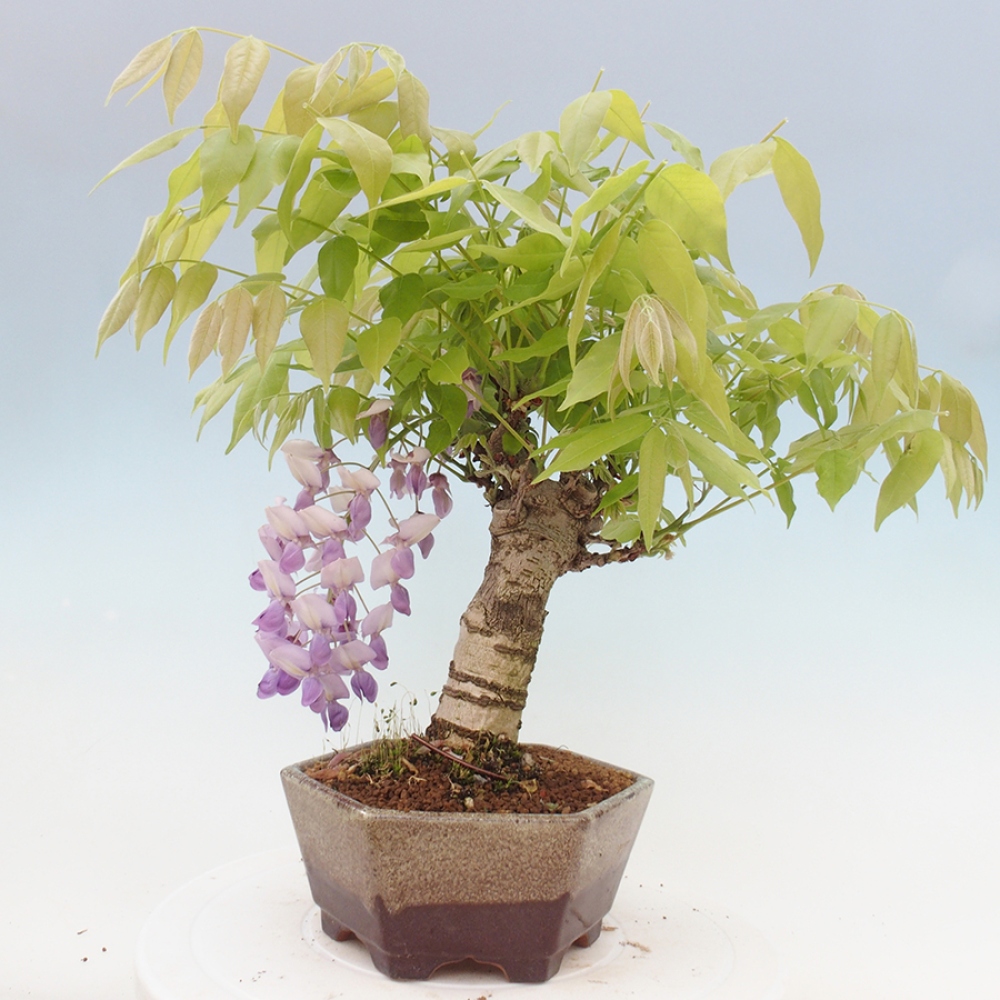 Venkovní bonsai - Vistarie květnatá - Wisteria floribunda