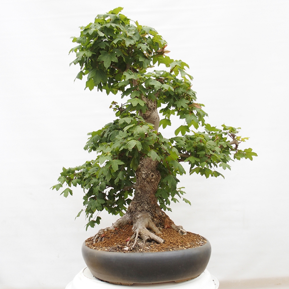 Venkovní bonsai -Javor babyka - Acer campestre
