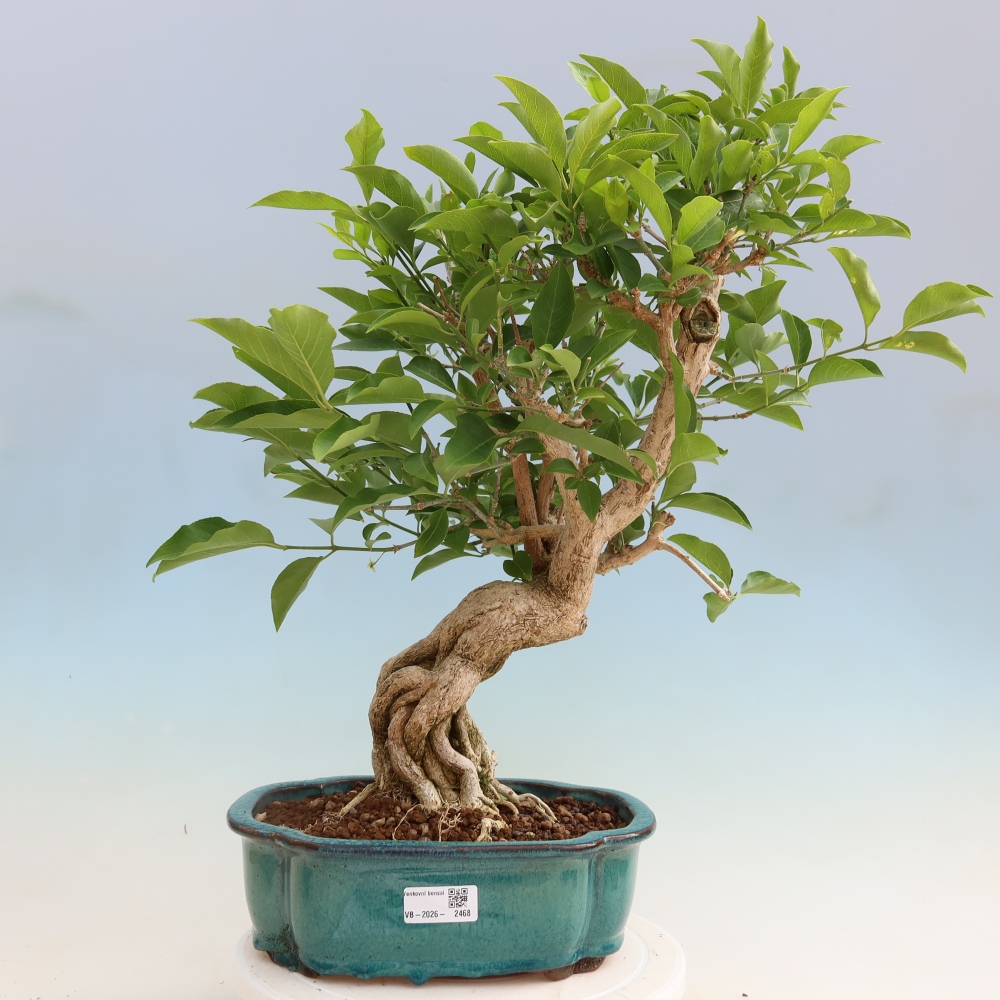 Venkovní bonsai- Brslen evropský - euonimus