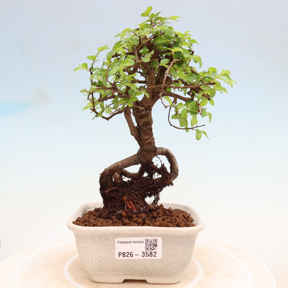 Pokojová bonsai - Ulmus parvifolia - Malolistý jilm