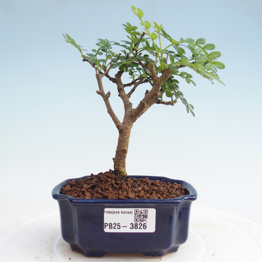 Pokojová bonsai - Zantoxylum piperitum - Pepřovník PB220935