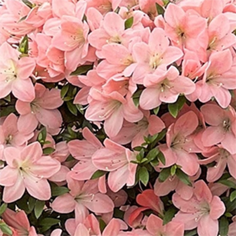 Venkovní bonsai - Japonská azalka - Azalea Jukokan