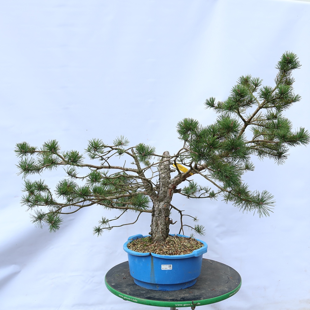 Pinus sylvestris Španělsko - borovice lesní