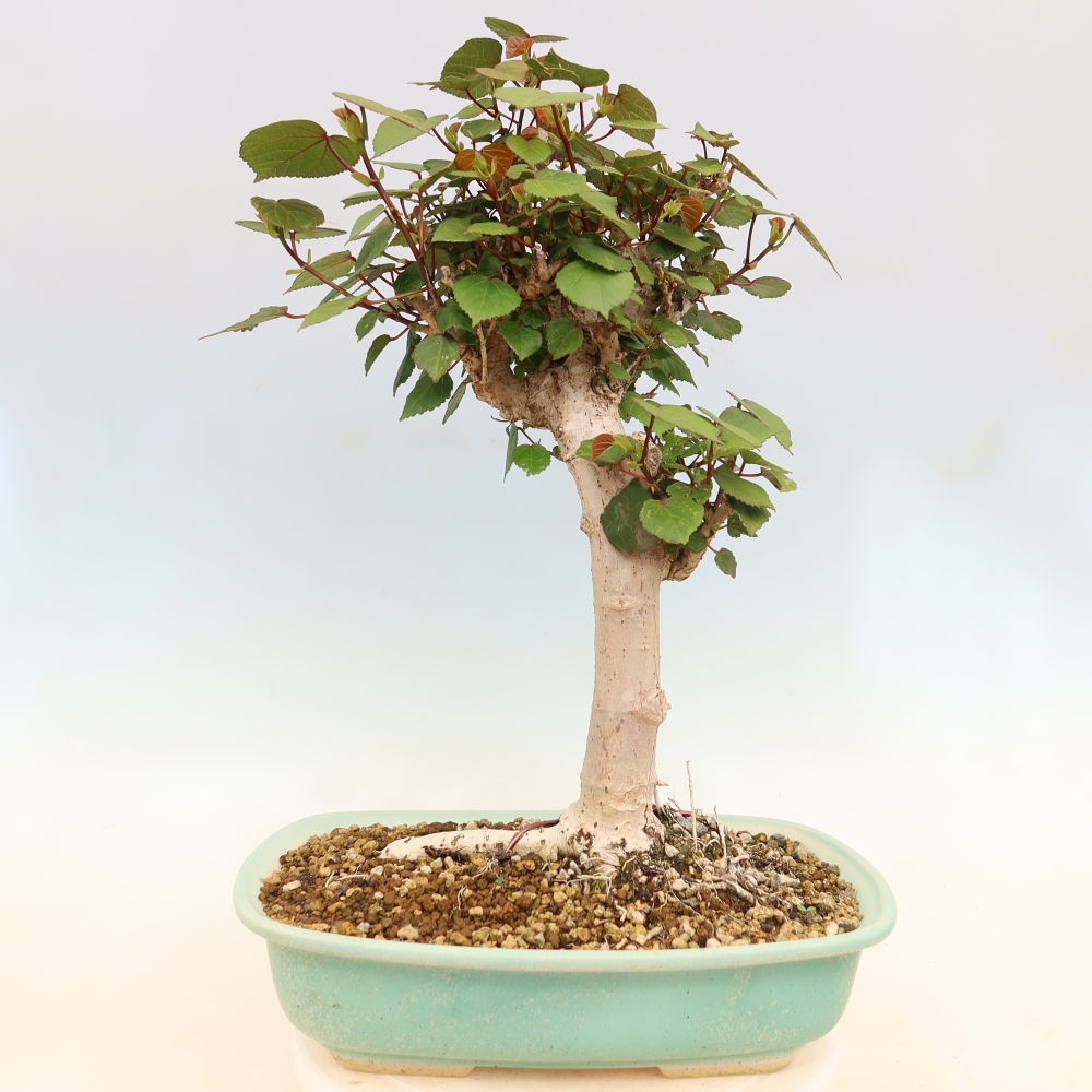 Pokojová bonsai - Hibiscus tiliaceus - Ibišek lípovitý, morský