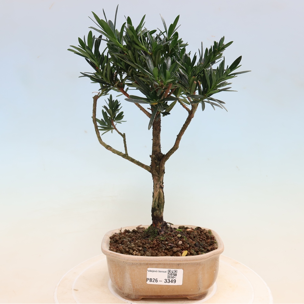Pokojová bonsai - Podocarpus - Kamenný tis