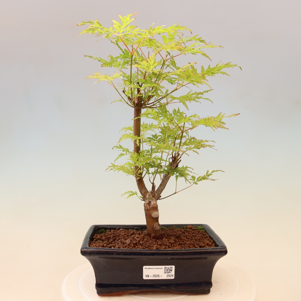 Venkovní bonsai - Acer palmatum Dissectum - Javor dlanitolistý 