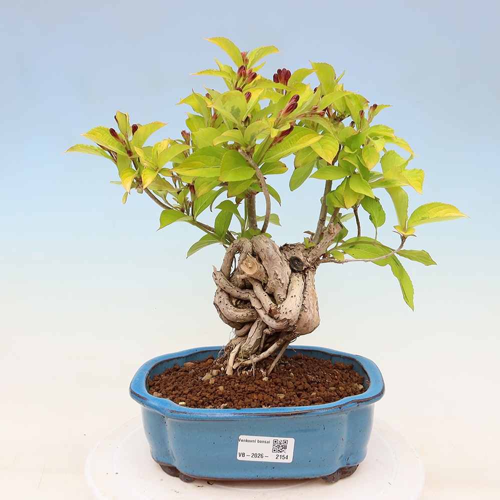 Venkovní bonsai - Weigela subsessilis - Vajgélie korejská