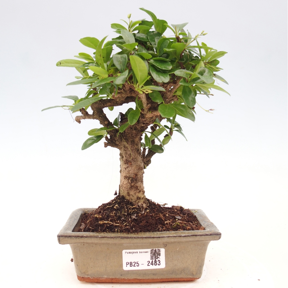 Pokojová bonsai - Carmona macrophylla - Čaj fuki