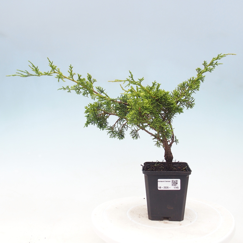 Venkovní bonsai - Juniperus chinensis Itoigawa -Jalovec čínský