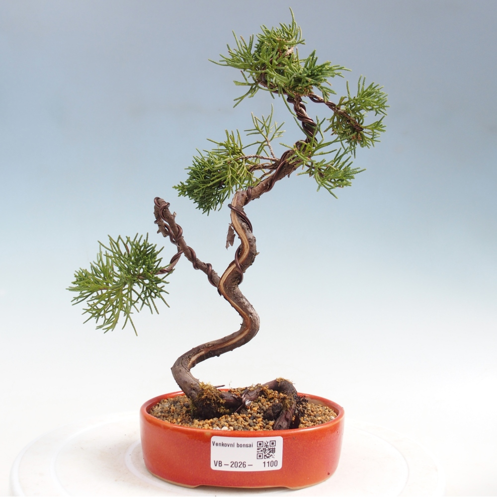 Venkovní bonsai - Juniperus chinensis Kishu -Jalovec čínský