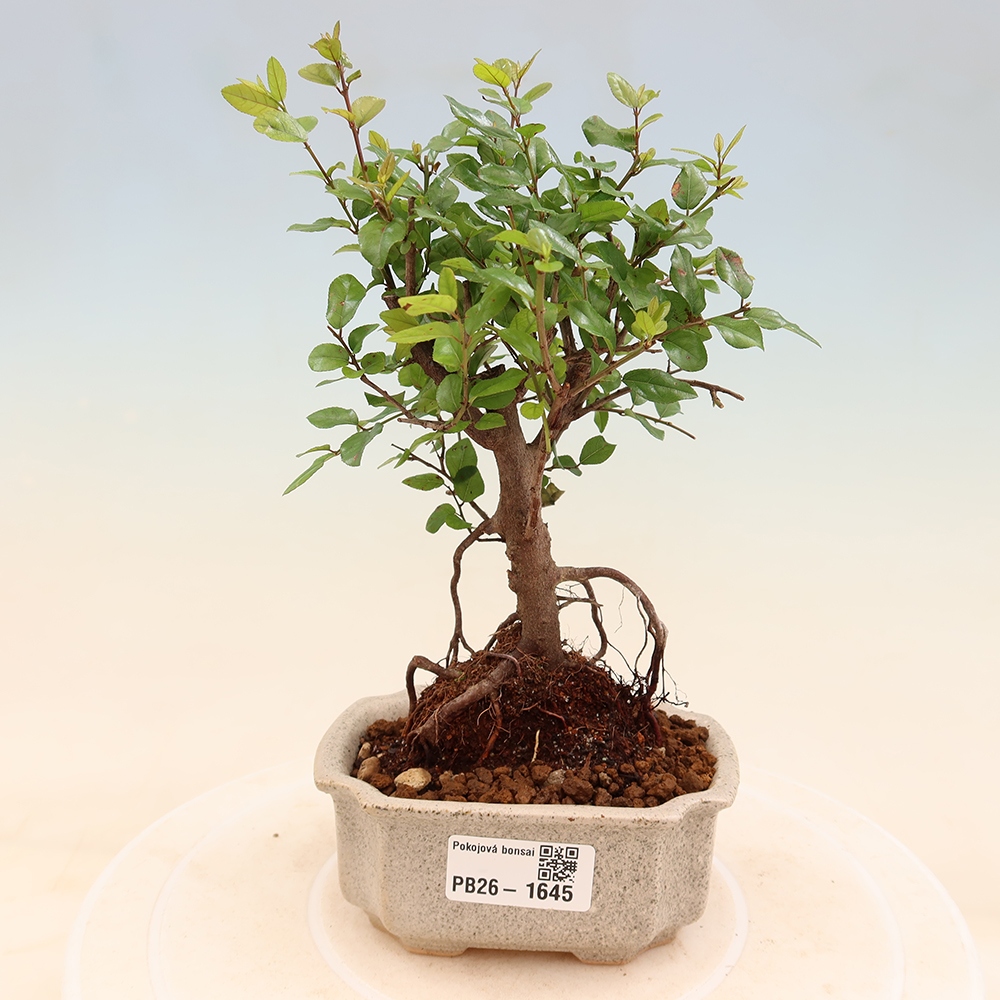 Pokojová bonsai - Sagerécie thea - Sagerécie thea