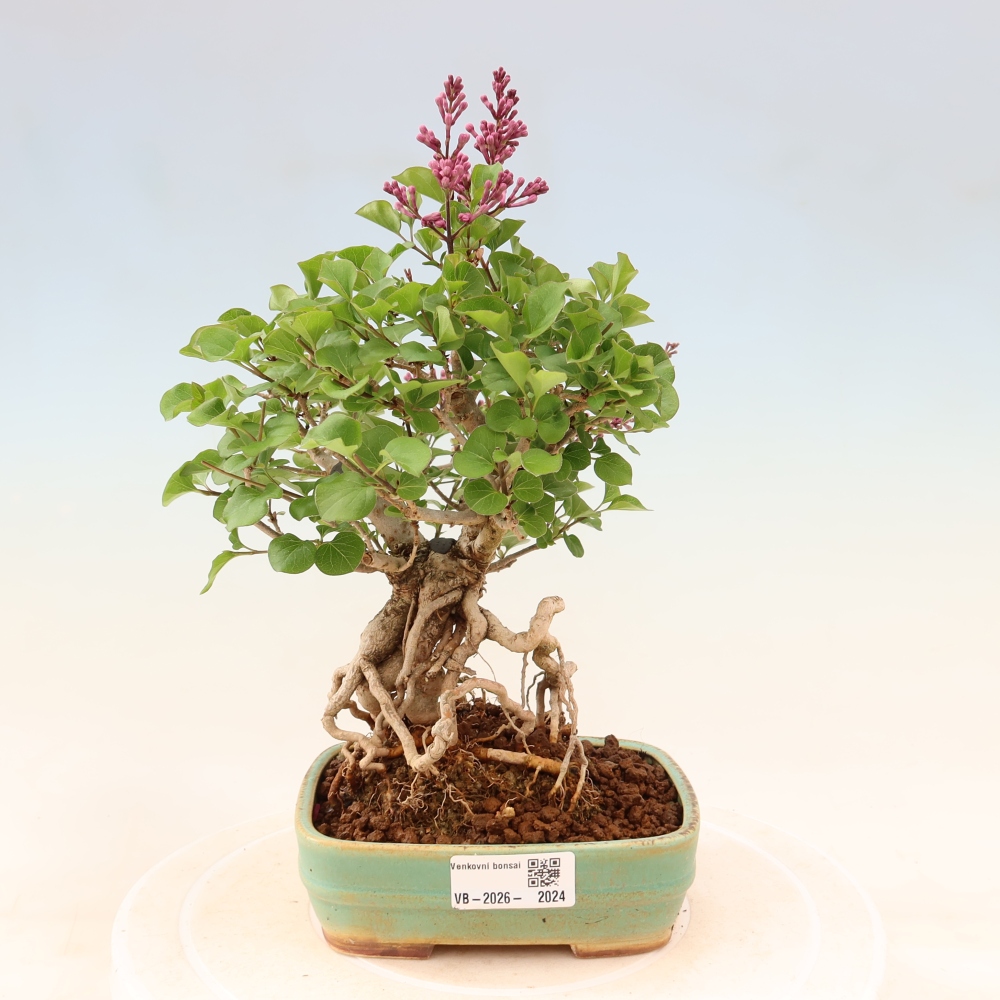 Venkovní  bonsai -  Syringa microphylla - malokvětý šeřík