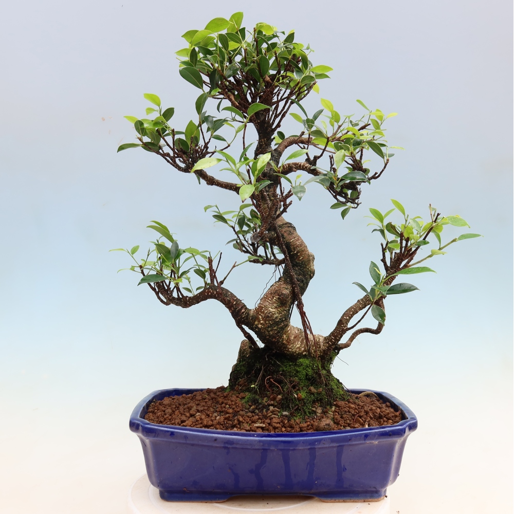 Pokojová bonsai - Ficus kimmen -  malolistý fíkus