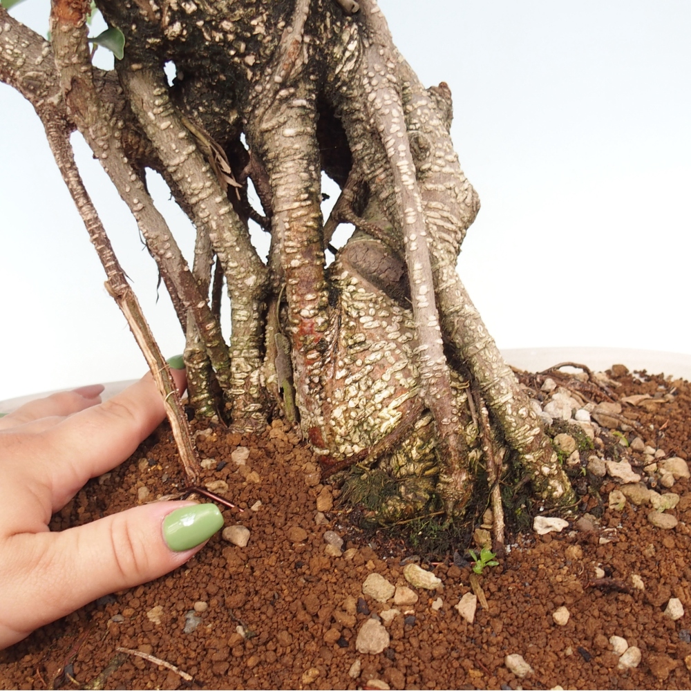 Pokojová bonsai - Ficus kimmen -  malolistý fíkus - POUZE OSOBNÍ ODBĚR nebo paletová přeprava