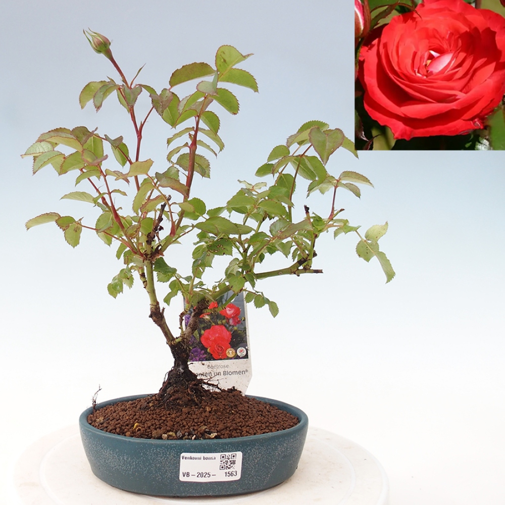 Venkovní bonsai - Rosa Kordes -  růže