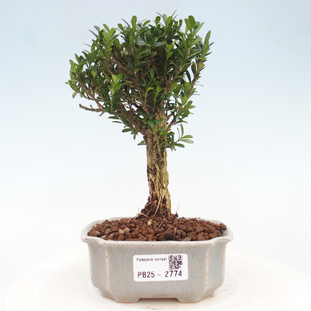 Pokojová bonsai - Buxus harlandii -korkový buxus