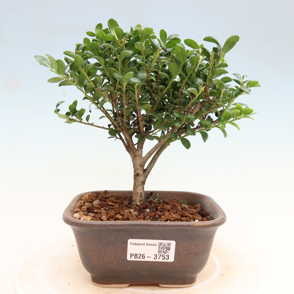 Pokojová bonsai - Ilex crenata - Cesmína