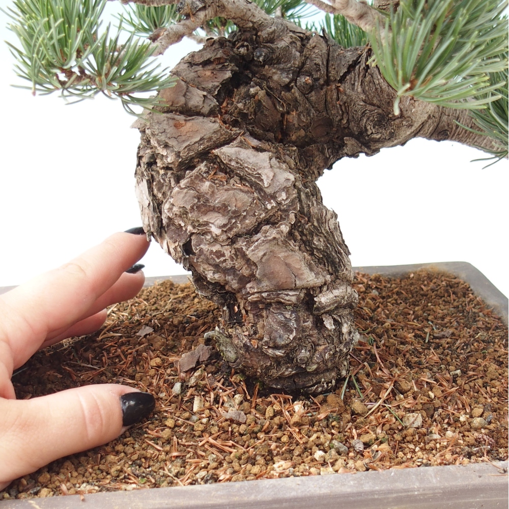 Venkovní bonsai - Pinus parviflora - Borovice drobnokvětá