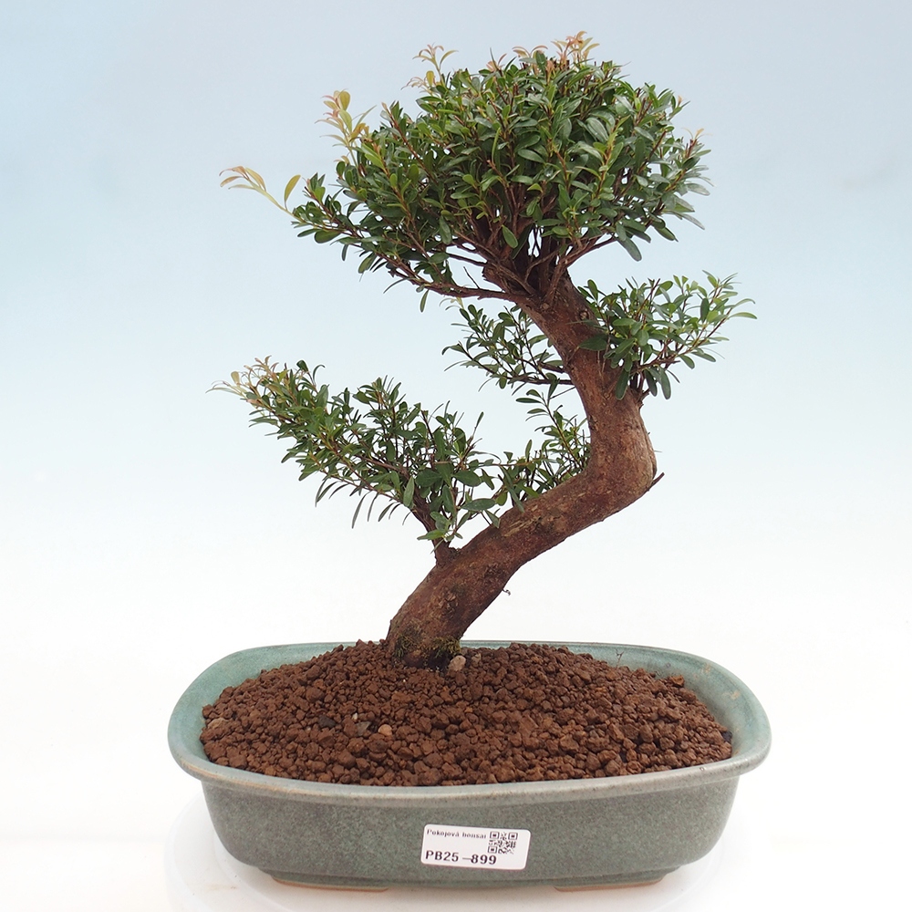 Pokojová bonsai - Syzygium - Pimentovník