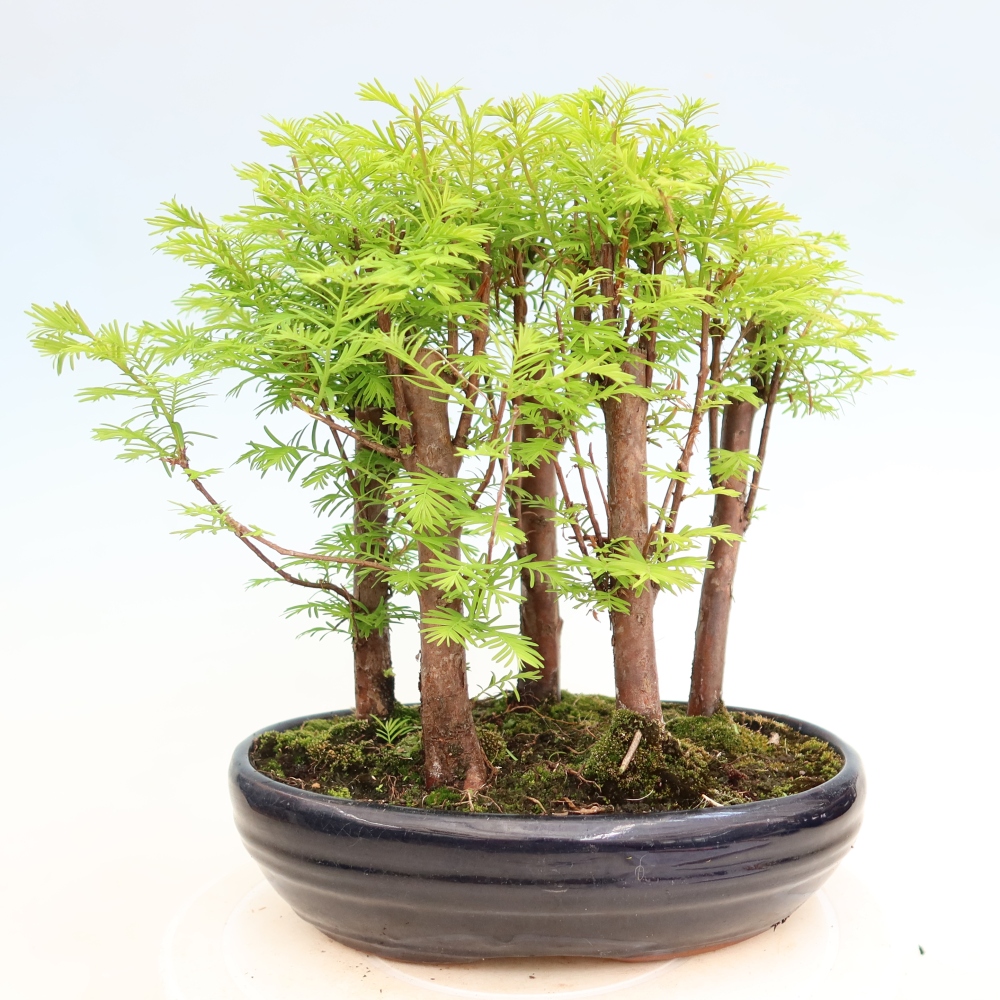 Venkovní bonsai - Metasequoia glyptostroboides - Metasekvoje čínská - lesík