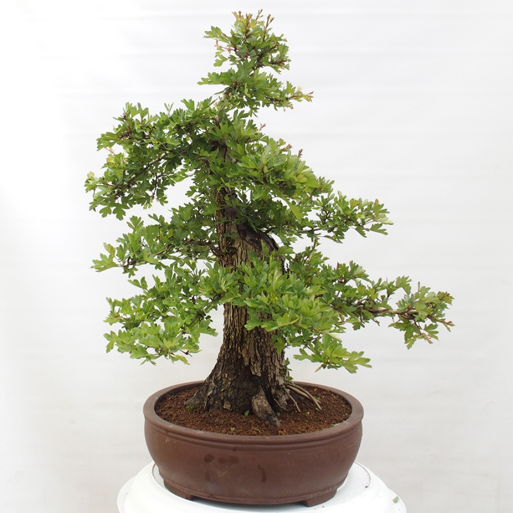Venkovní bonsai - Hloh - Crataegus monogyna