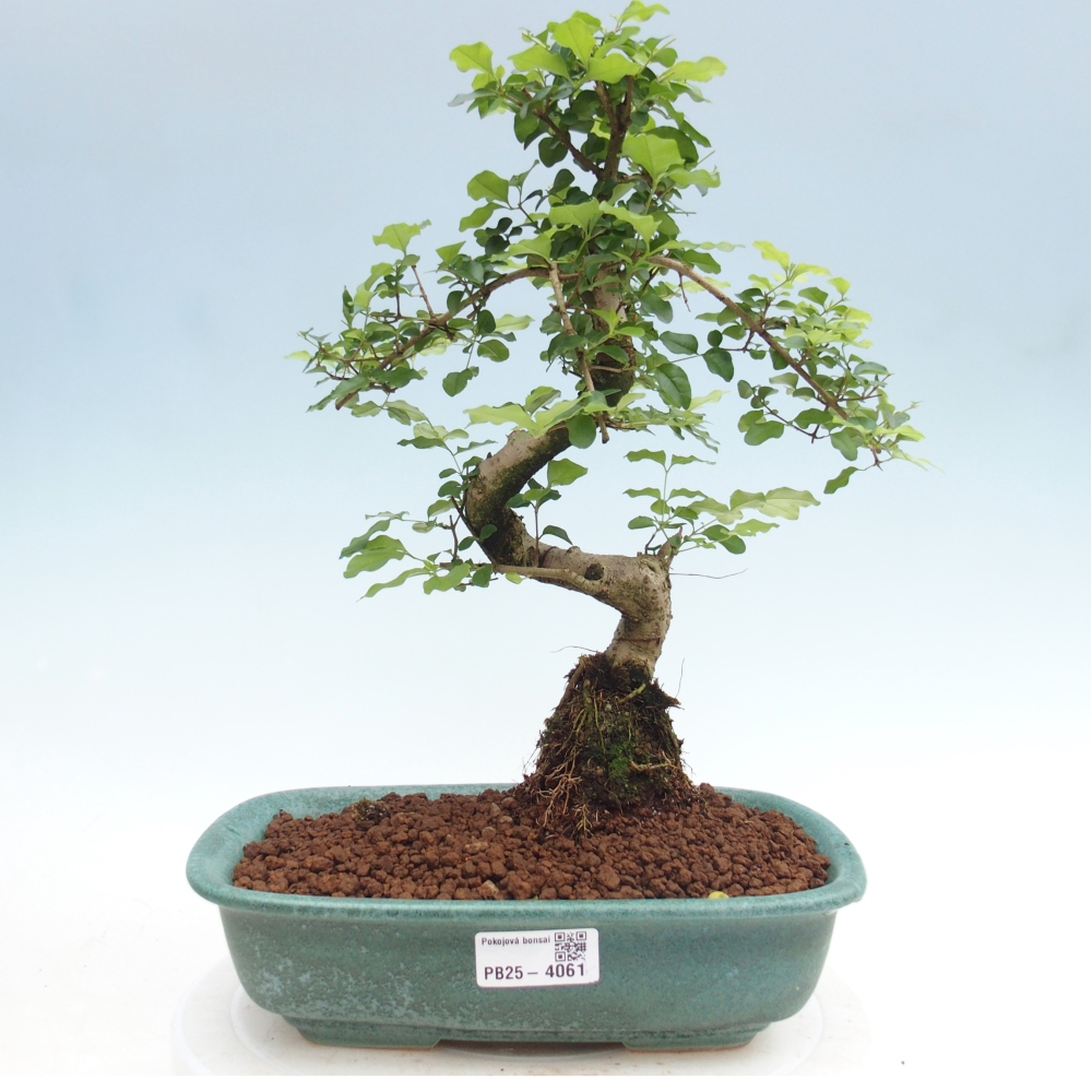Pokojová bonsai -Ligustrum chinensis - Ptačí zob