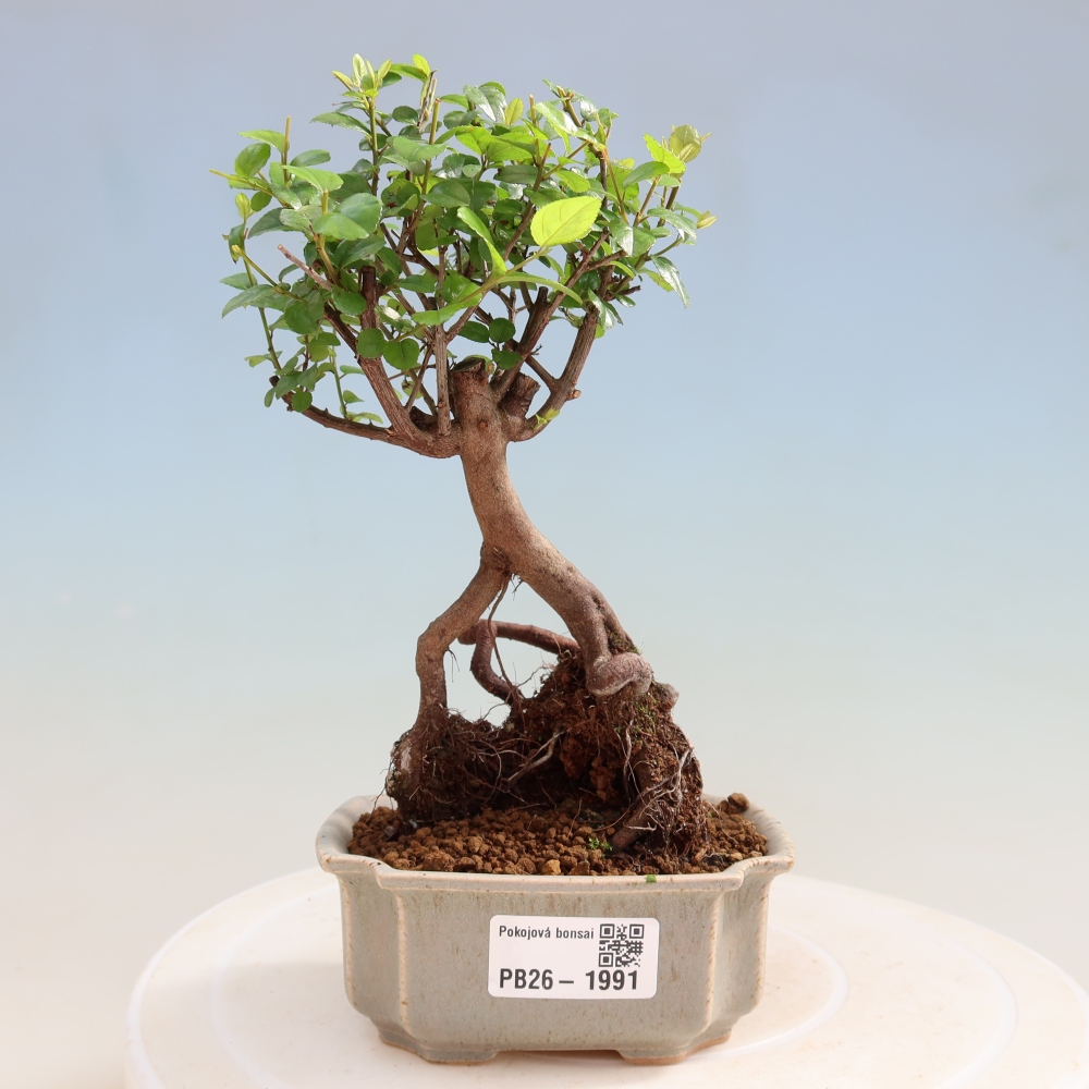 Pokojová bonsai - Sagerécie thea - Sagerécie thea