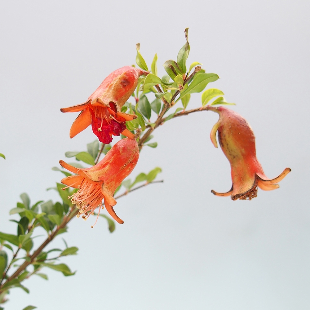 Pokojová bonsai-PUNICA granatum nana-Granátové jablko