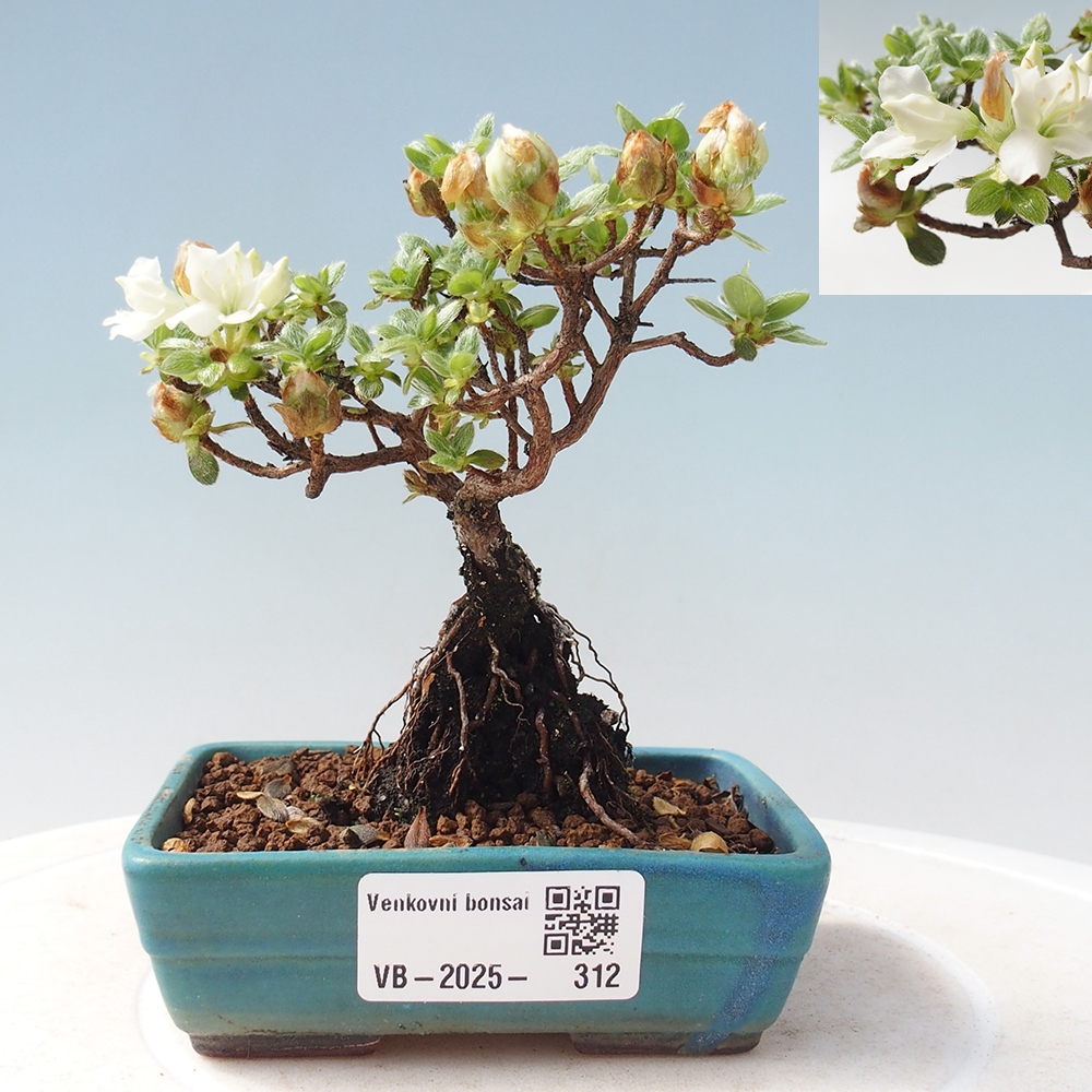 Venkovní bonsai - Rhododendron indicum - Japonská azalka