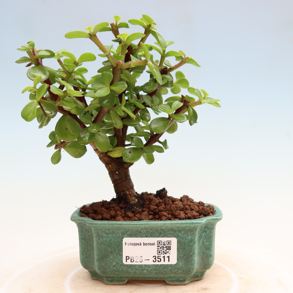 Pokojová bonsai - Portulakaria Afra - Tlustice