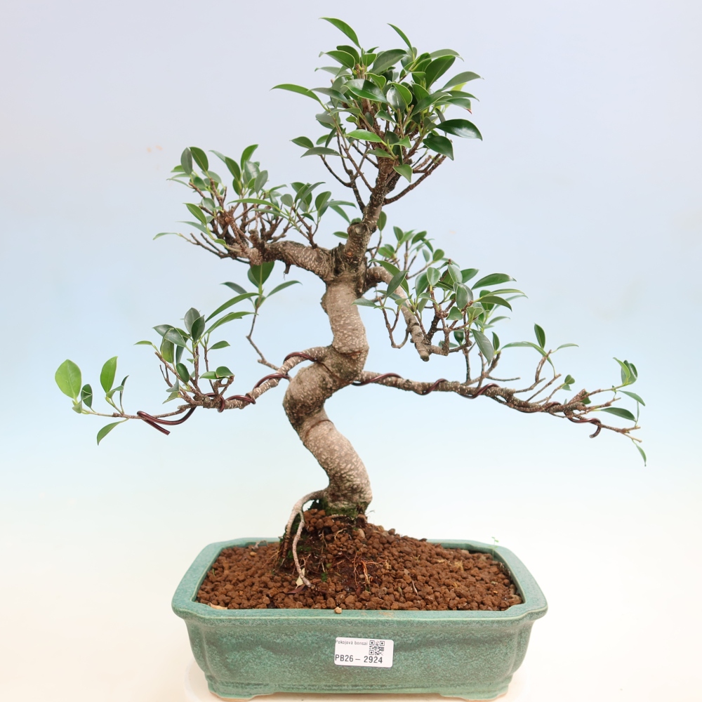 Pokojová bonsai - Ficus kimmen -  malolistý fíkus
