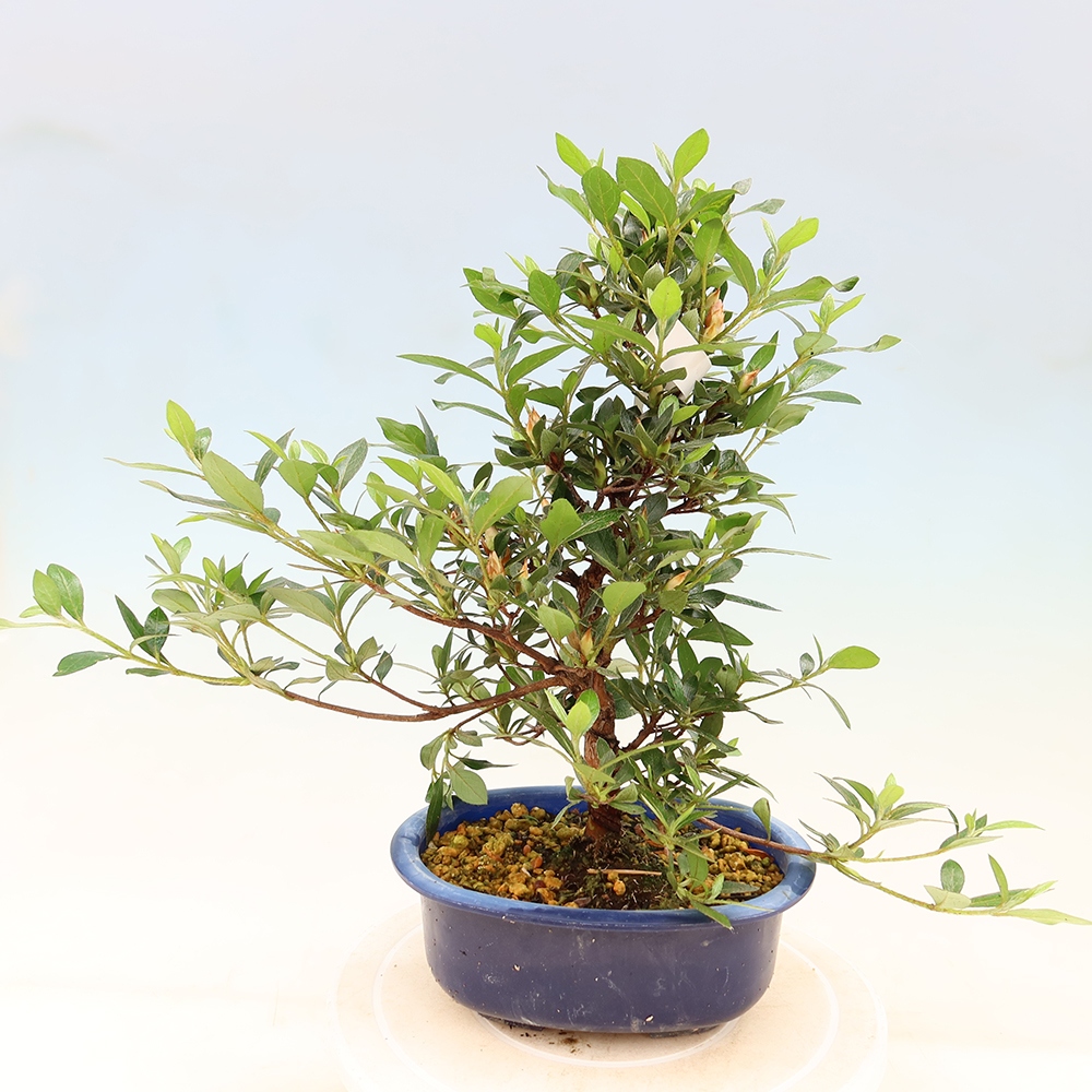 Venkovní bonsai - Japonská azalka - Azalea Shinsei