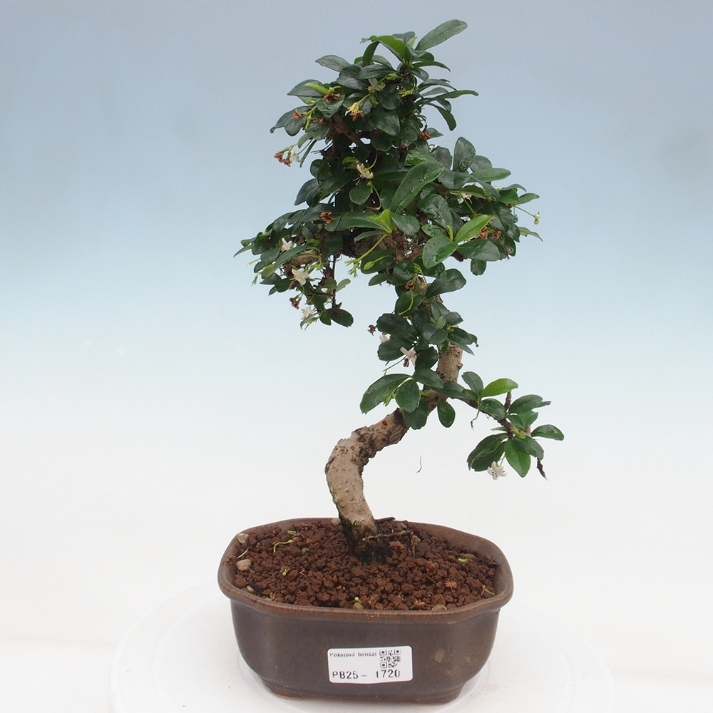 Pokojová bonsai - Carmona macrophylla - Čaj fuki