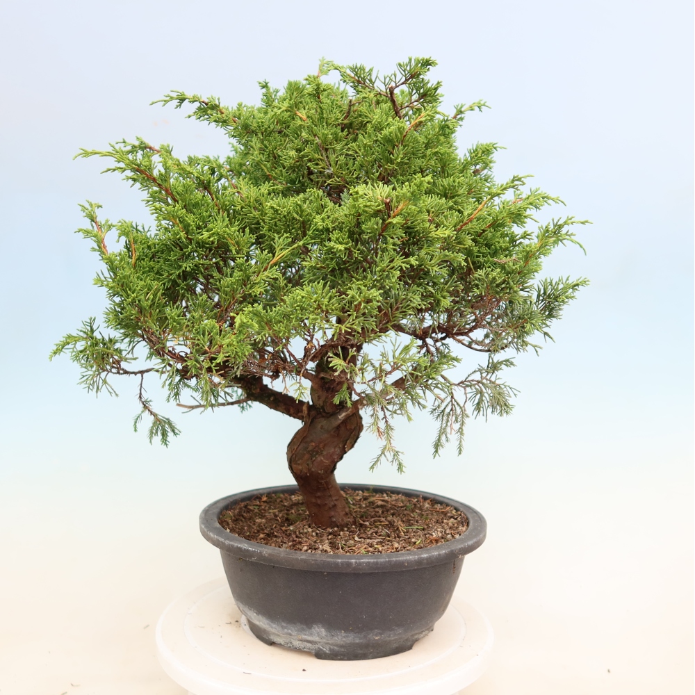 Venkovní bonsai - Juniperus chinensis Itoigawa-Jalovec čínský