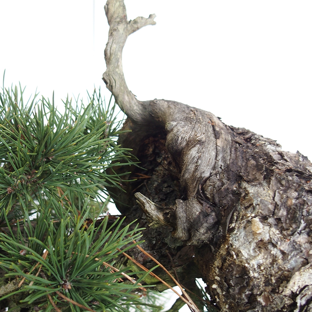 Yamadori - Pinus sylvestris - Borovice lesní - Španělsko