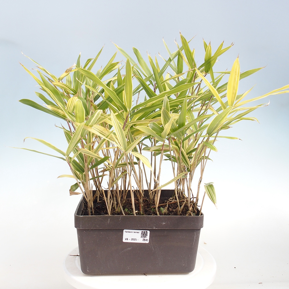 Venkovní bonsai - Sasaella masamuneana Albostriata - Bambus panašovaný
