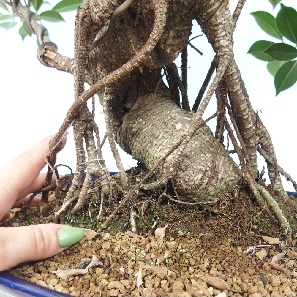 Pokojová bonsai - Ficus kimmen -  malolistý fíkus - POUZE OSOBNÍ ODBĚR nebo paletová přeprava