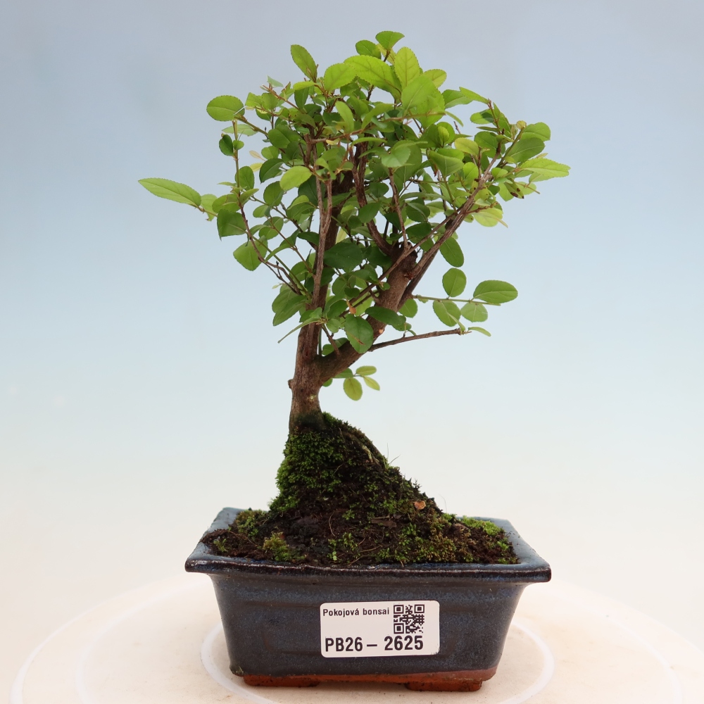 Pokojová bonsai - Sagerécie thea - Sagerécie thea